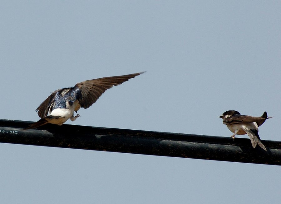 Western House Martin