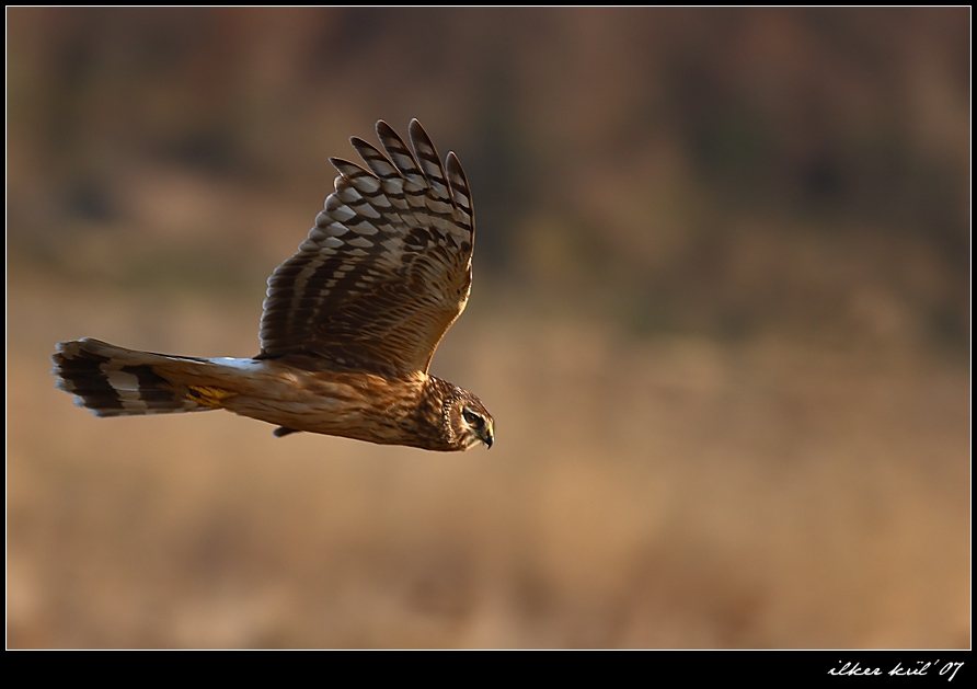 Hen Harrier