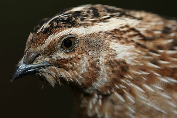 Common Quail