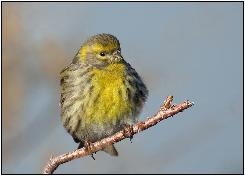 European Serin