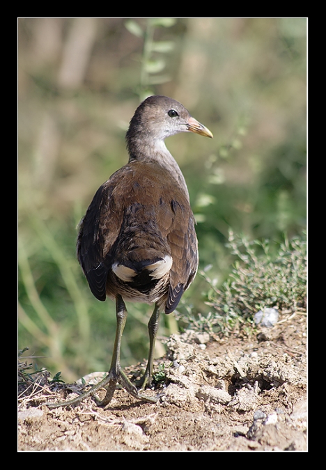 Common Moorhen