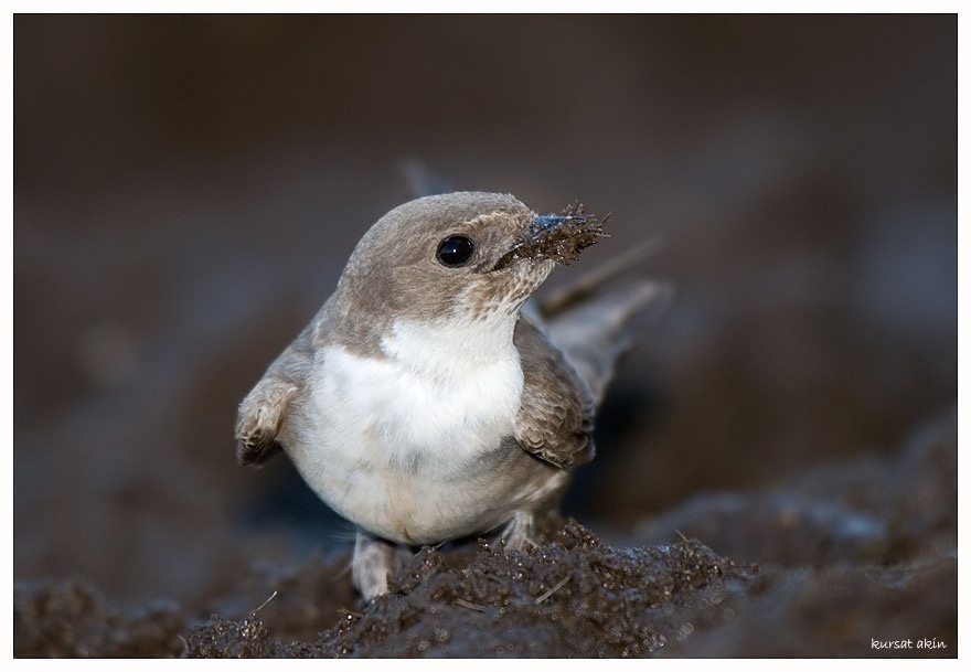 Eurasian Crag Martin
