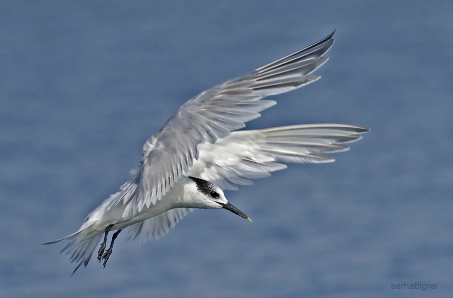 Sandwich Tern