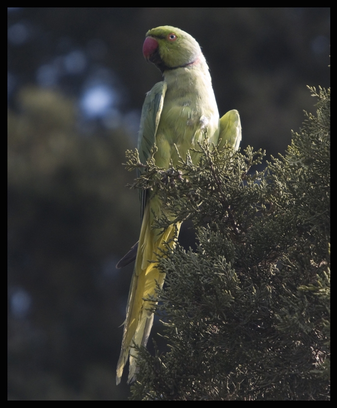 Rose-ringed Parakeet