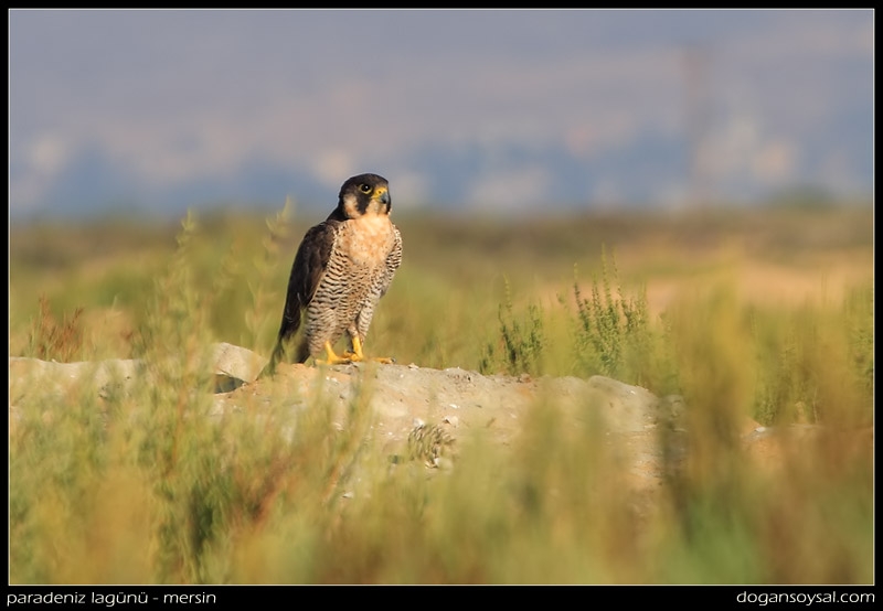 Peregrine Falcon