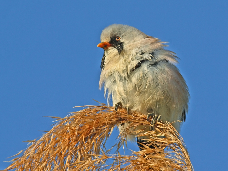 Bearded Reedling
