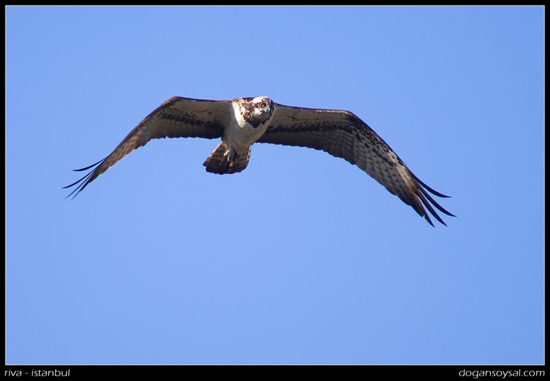 Osprey