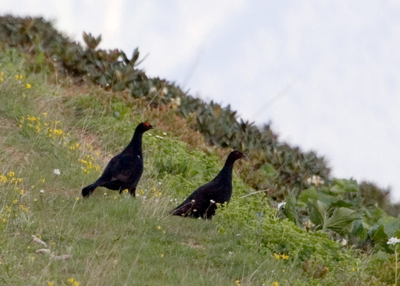 Caucasian Grouse