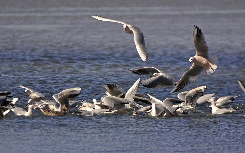 Slender-billed Gull