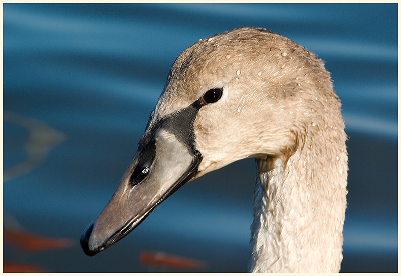 Mute Swan