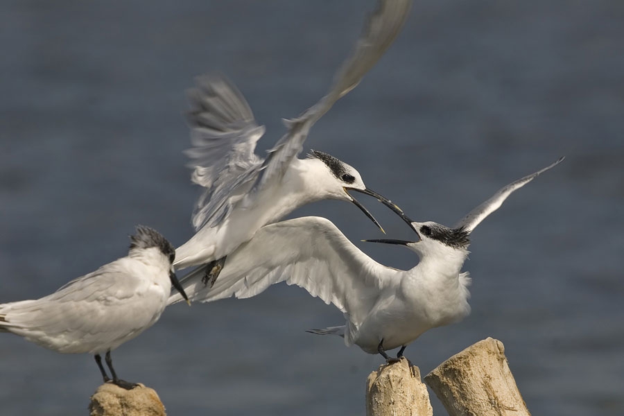Sandwich Tern