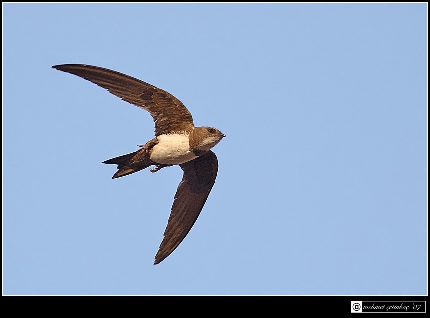 Alpine Swift