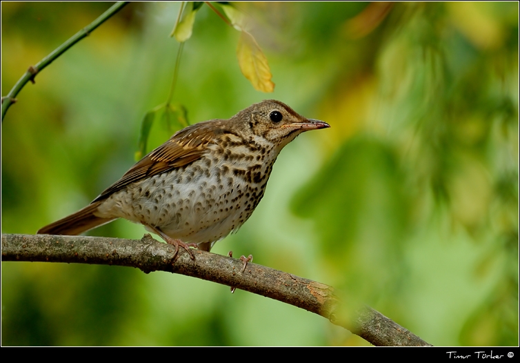 Song Thrush