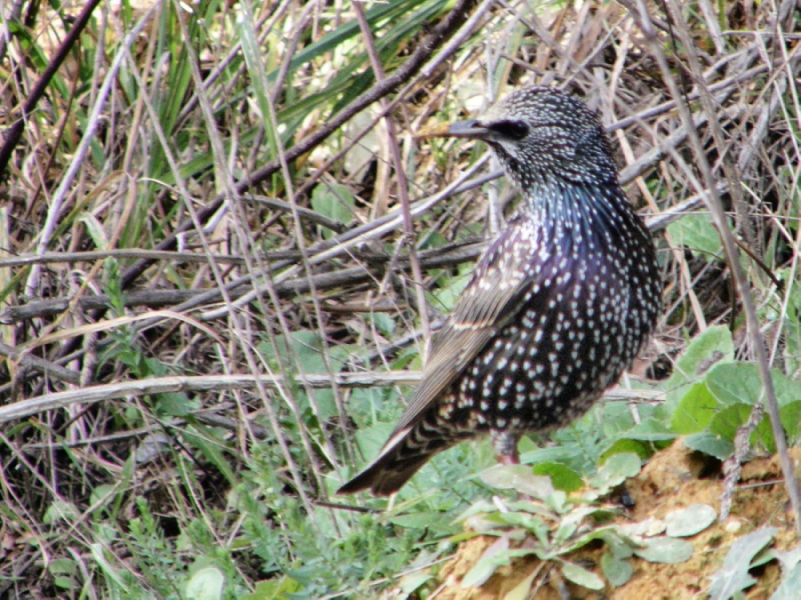 Common Starling