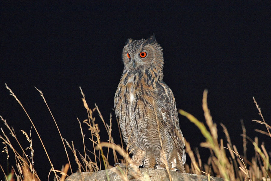 Eurasian Eagle-Owl