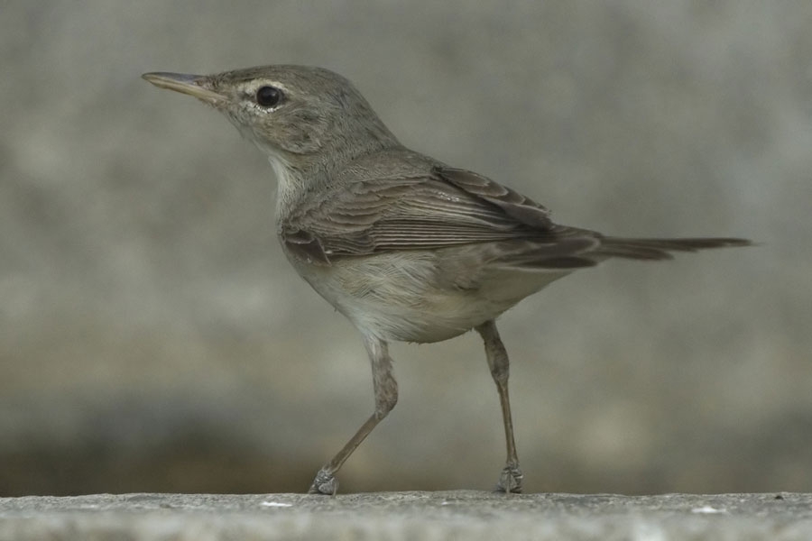 Olive-tree Warbler