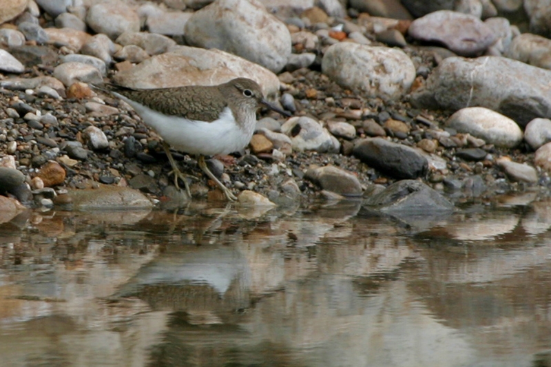 Common Sandpiper