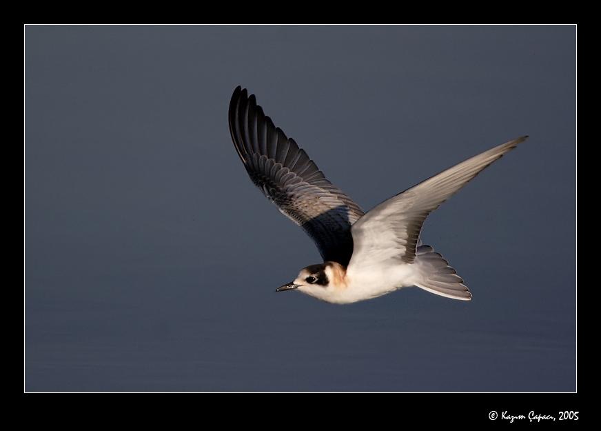 Black Tern