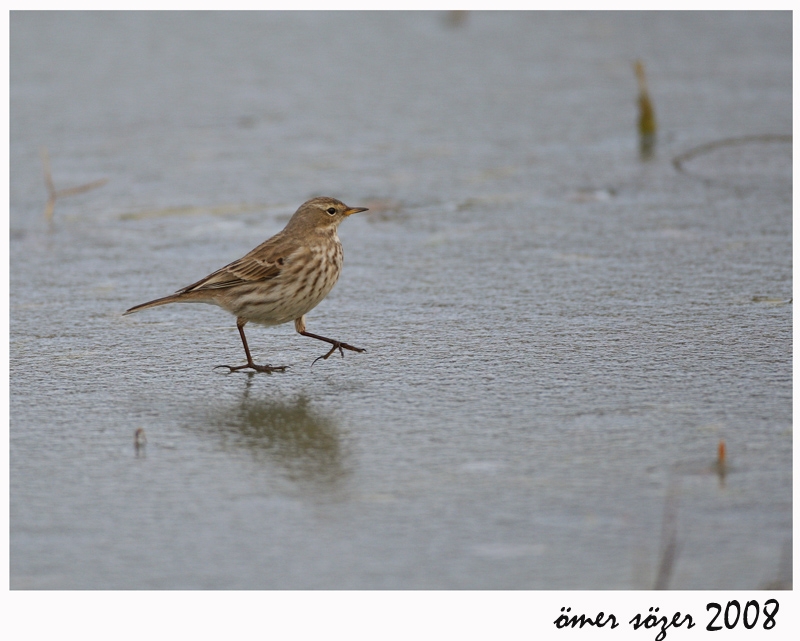 Water Pipit