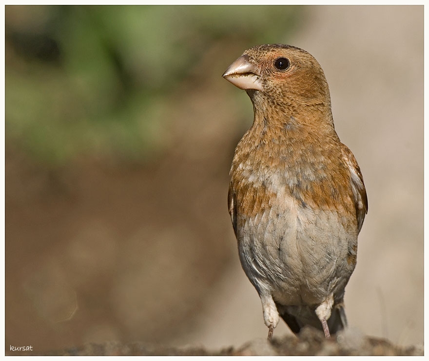 Crimson-winged Finch