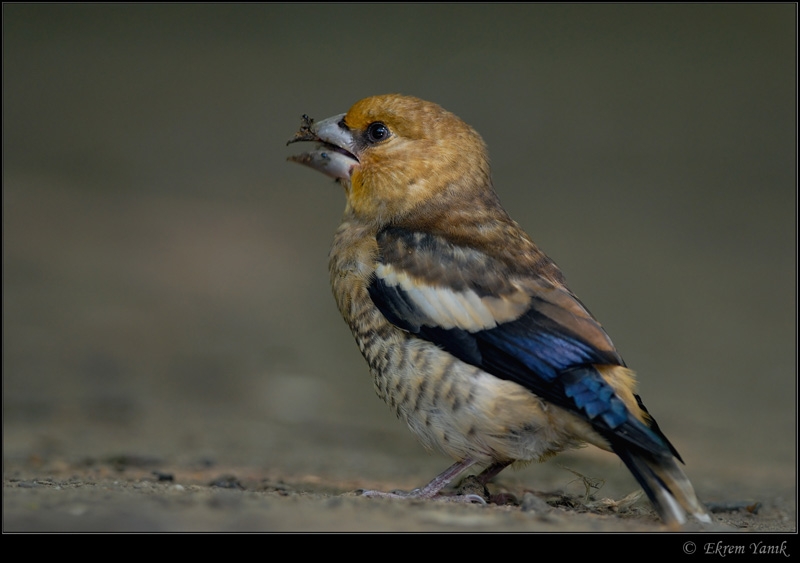 Hawfinch