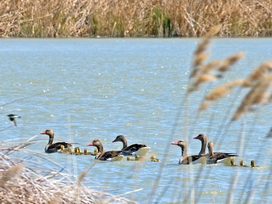 Greylag Goose