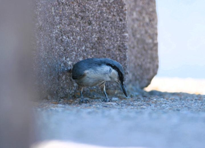 Western Rock Nuthatch