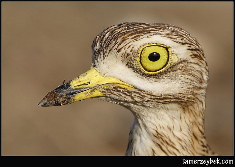 Eurasian Stone-curlew
