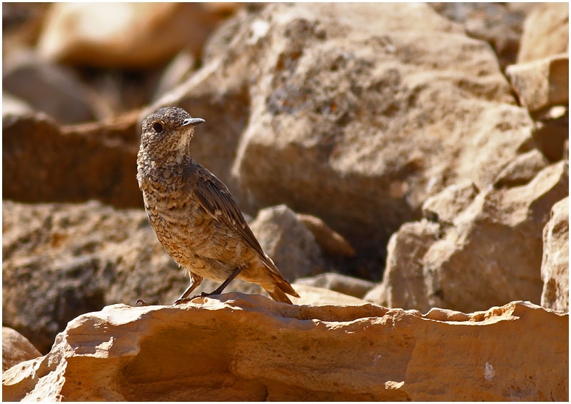 Common Rock Thrush