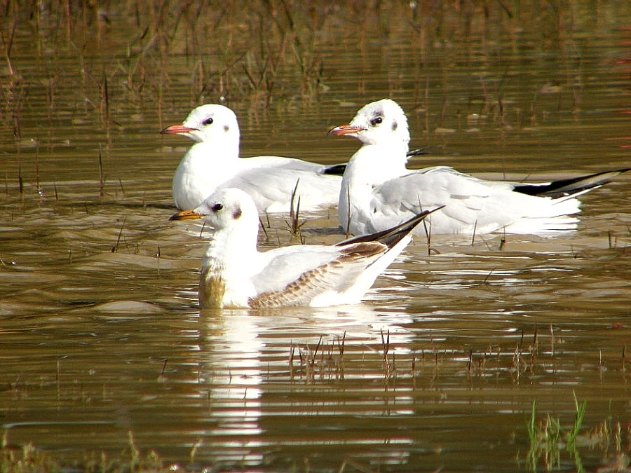 Black-headed Gull