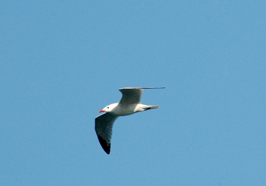 Audouin`s Gull