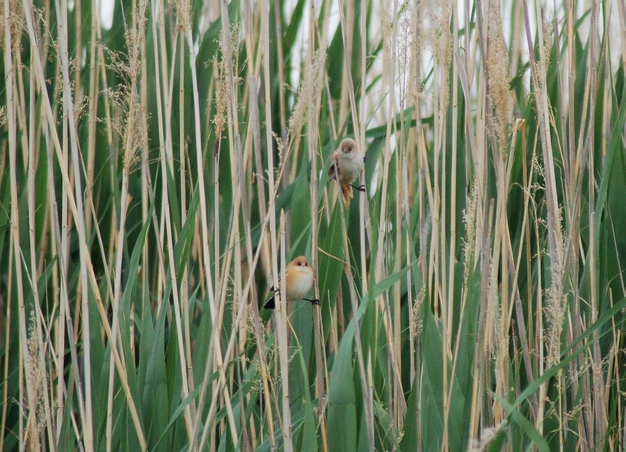 Bearded Reedling