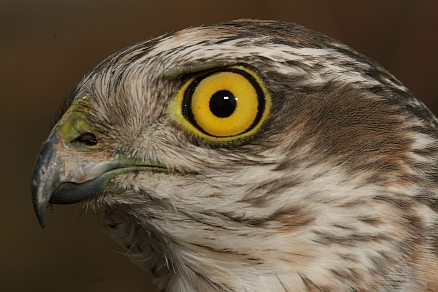 Eurasian Sparrowhawk