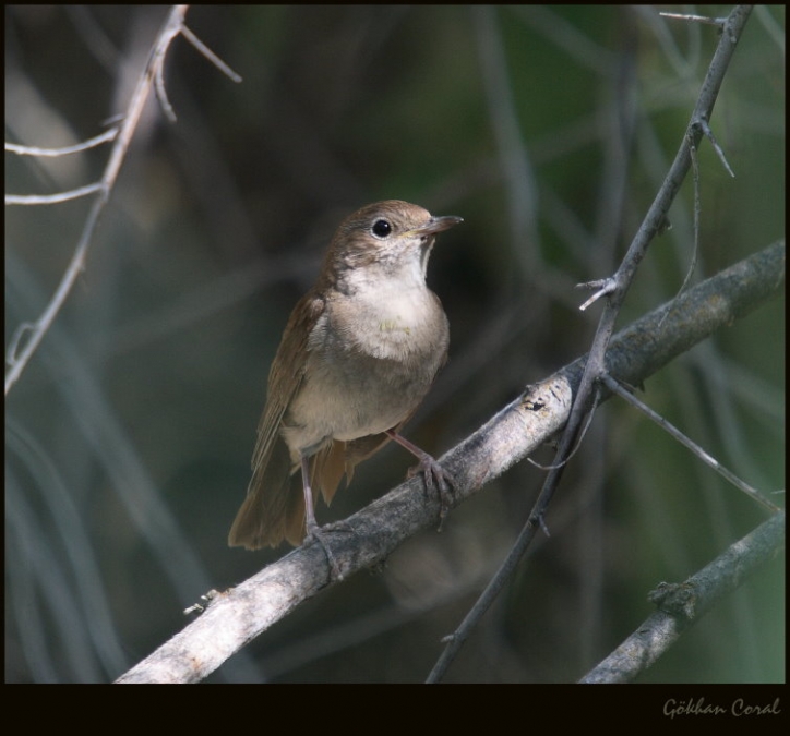 Common Nightingale