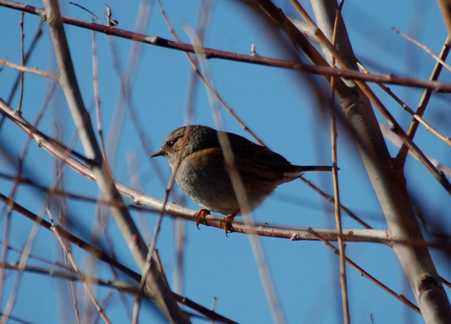 Dunnock
