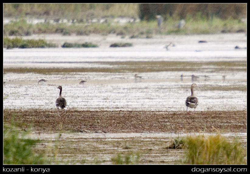 Greylag Goose