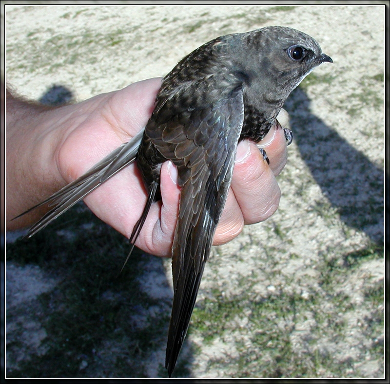 Common Swift