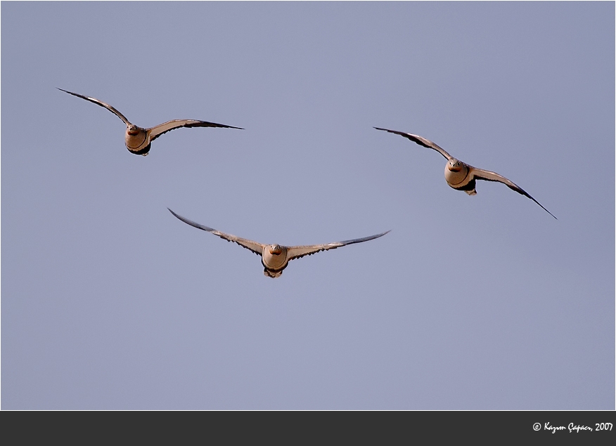 Black-bellied Sandgrouse
