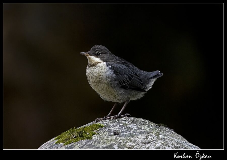 White-throated Dipper
