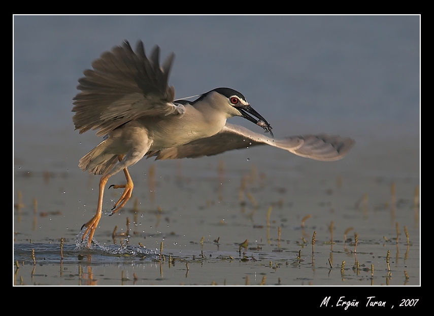 Black-crowned Night Heron
