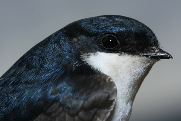 Western House Martin