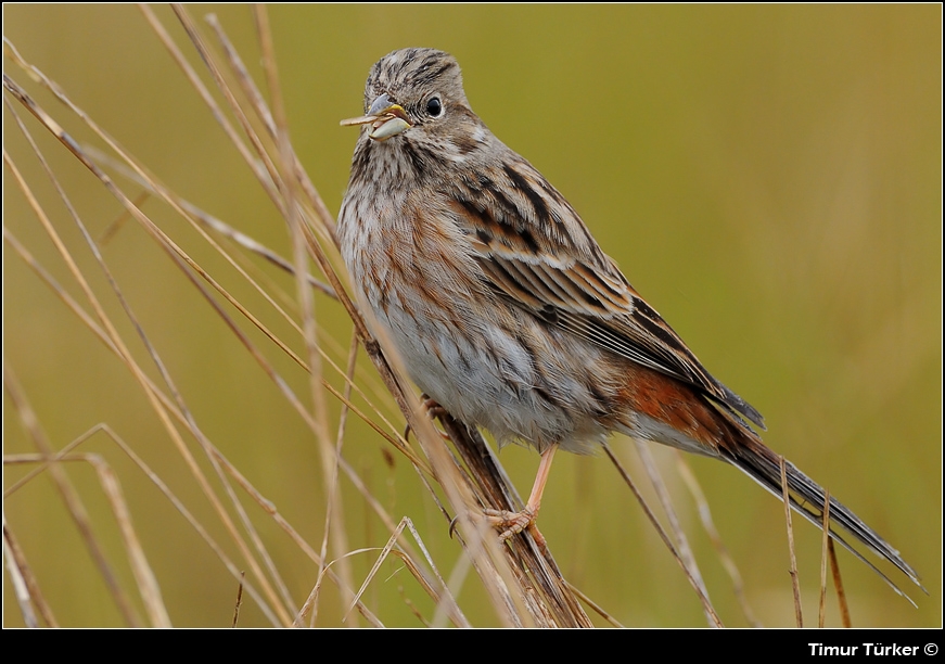 Pine Bunting