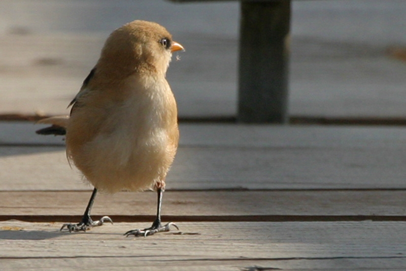 Bearded Reedling