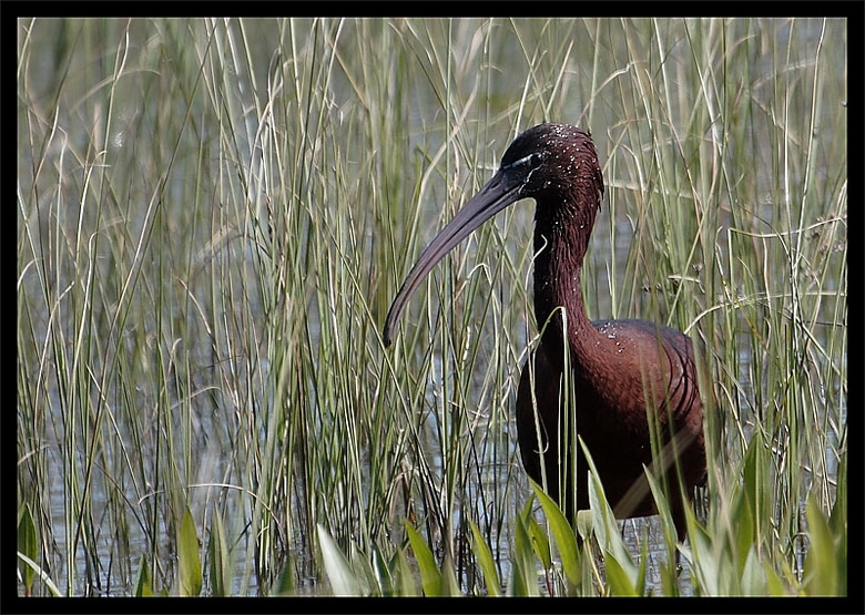 Glossy Ibis