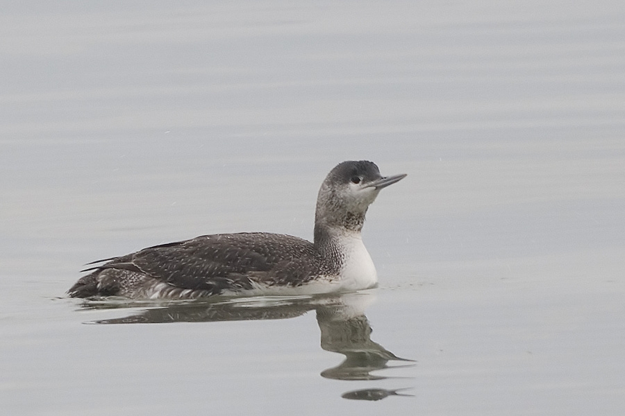 Red-throated Loon