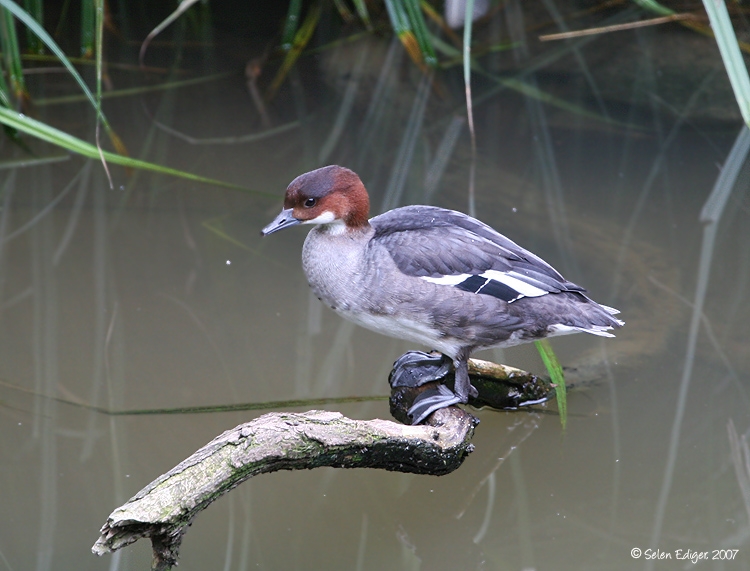 Smew
