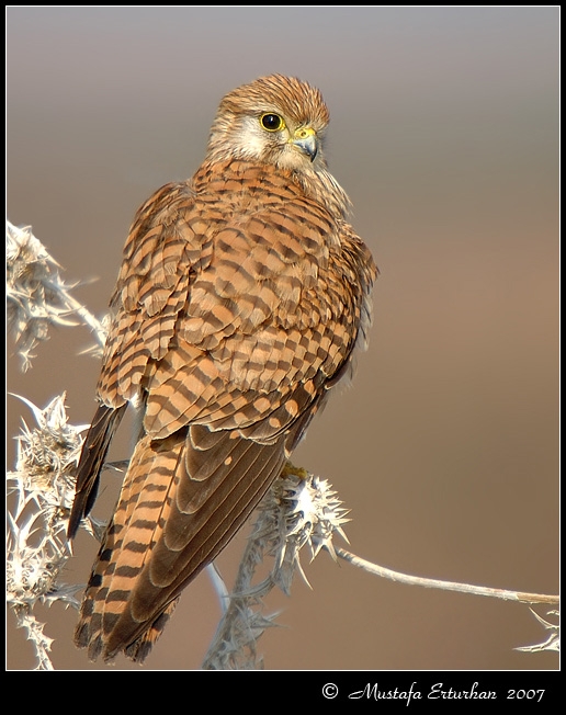 Common Kestrel