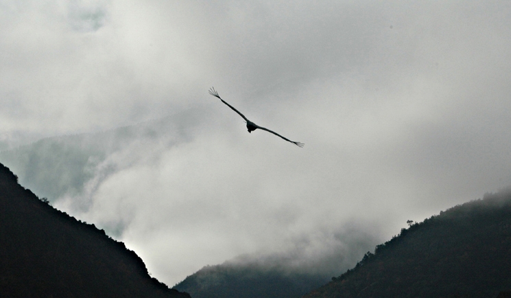 Griffon Vulture
