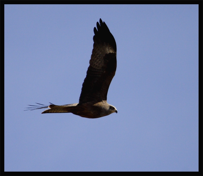 Black Kite