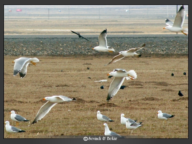 Armenian Gull